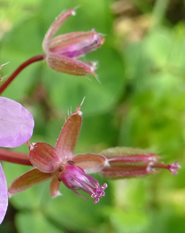 Erodium cicutarium - Geraniaceae